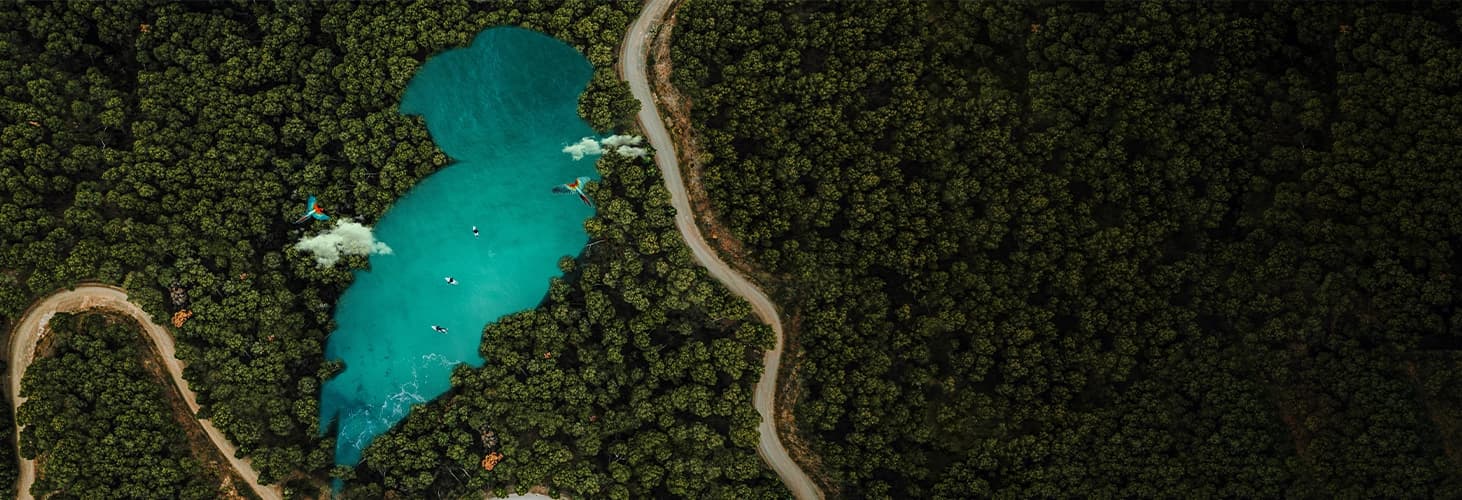 About Tropical Paints Background